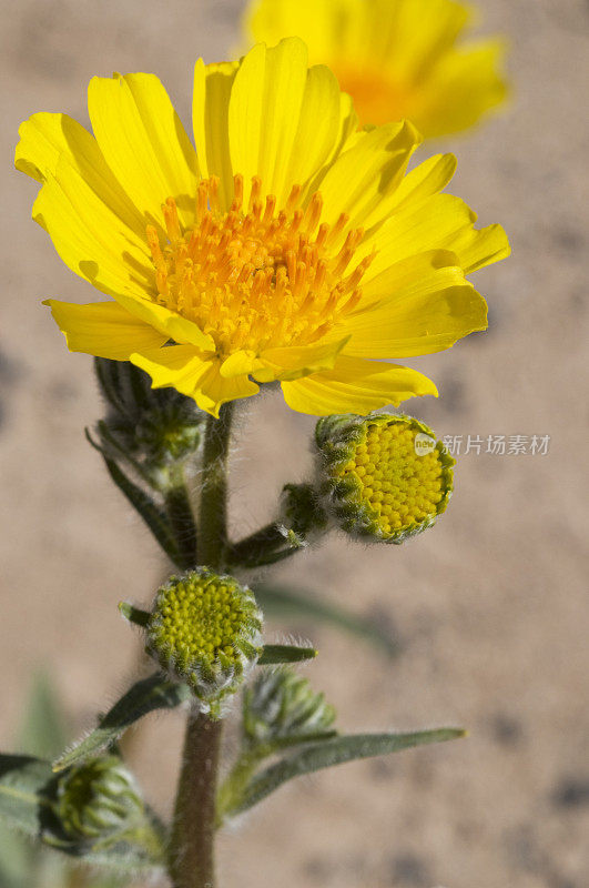 沙漠向日葵Geraea canescens